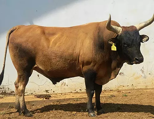 El Buey Maltés (Il‑Ġendus Malti). Autor desconocido