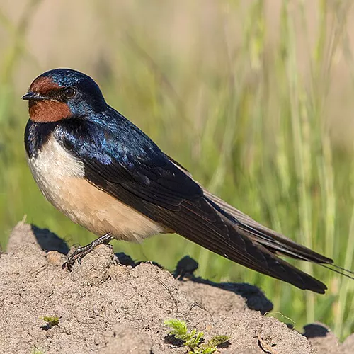 La golondrina común (Hirundo rustica), símbolo nacional de Estonia, ©Andreas Trepte, Wikimedia Commons