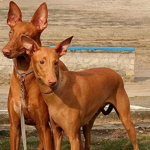 El Perro Faraón (Il‑Kelb tal-Fenek). ©Przykuta, Wikimedia Commons