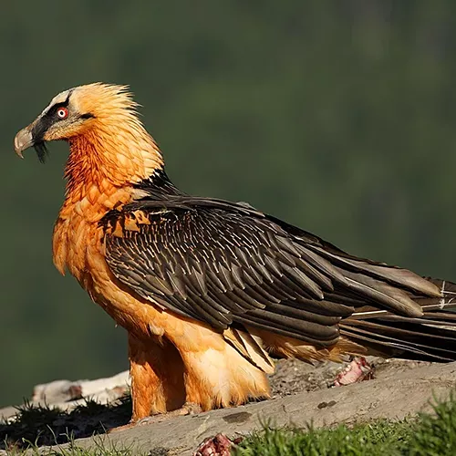 El quebrantahuesos (Gypaetus barbatus), especie emblemática de Andorra, ©Jose Luis Ojeda, Wiki Reino Animalia